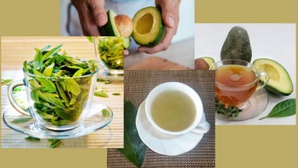 Care sunt beneficiile ceaiului din frunze de avocado? Cum se face ceai din frunze de avocado?