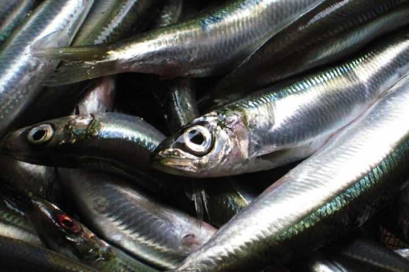 sardina are cea mai mare valoare a uleiului în rândul speciilor de pești