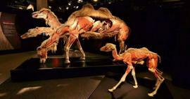 Expoziția de anatomie a animalelor reale vine în Turcia!