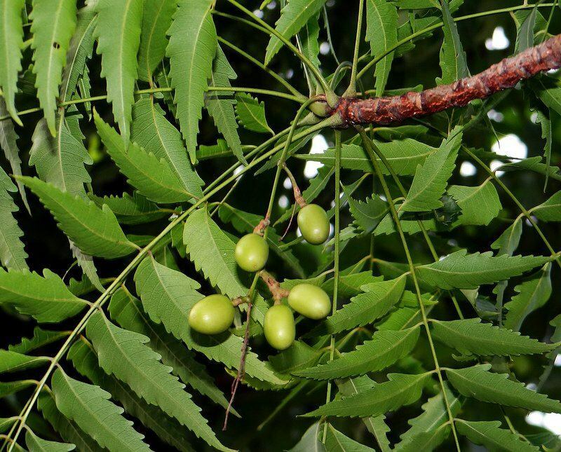 arborele neem a fost folosit în medicina alternativă încă din cele mai vechi timpuri