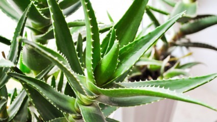 Ce este Aloe Vera? Care sunt avantajele pentru piele? Cum se aplică Aloe Vera pe piele?