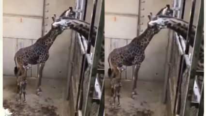 Reacțiile girafei, tatălui, au zguduit social media! 