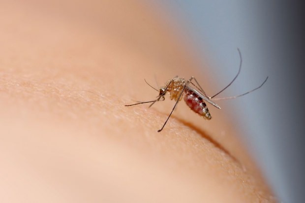 Cum trece mușcătura de țânțar