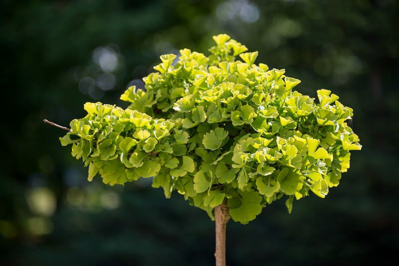 imaginea plantei de ginkgo biloba