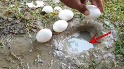 Fenomenul YouTube a prins pești prin spargerea unui ou în apă! Iată rezultatul uimitor ...