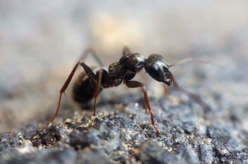 Metoda eficientă de îndepărtare a furnicilor acasă! Cum pot fi furnicile distruse fără a ucide?