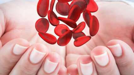 Ce este anemia mediteraneană (talasemia)? Care sunt simptomele anemiei mediteraneene? Tratamentul anemiei mediteraneene