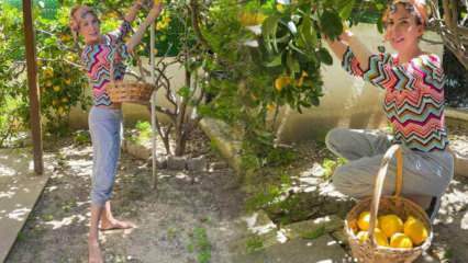 Cântăreața Tuğba Özerk a cules lămâie din copacul din propria grădină!