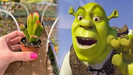 Cum să crești planta ureche Shrek? Înflorește planta ureche Shrek? Îngrijirea urechii Shrek