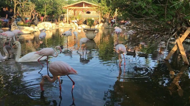 Cum să ajungi la Flamingoköy?