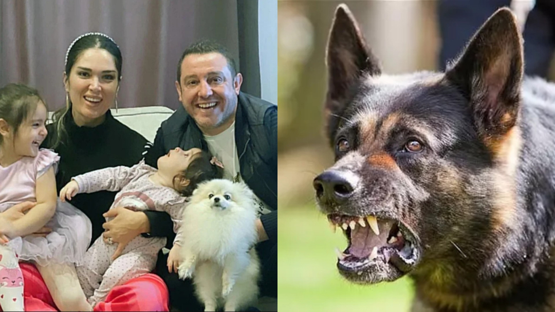 Au sfâșiat câinele lui Nihat Kahveci! Un alt caz de câini vagabonzi