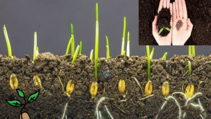 Ce este o sămânță și cum se produce germinarea semințelor? Sfaturi pentru cultivarea semințelor