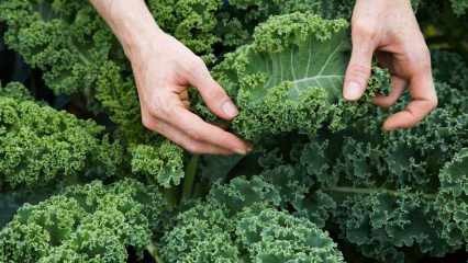 Creșterea imunității: Care sunt beneficiile kale? Cum se consumă kale?