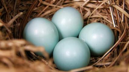 Care sunt avantajele oului verde albastru?
