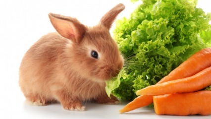  Cu ce ​​mănâncă iepurele și cu ce se hrănește? Îngrijirea ușoară a iepurilor acasă