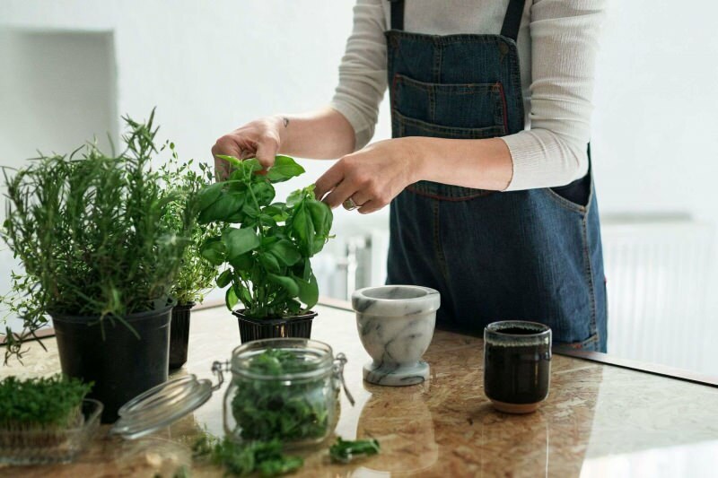 Cum să crești o plantă acasă? 5 sugestii pentru cei care doresc să cultive plante acasă cu propriile mijloace