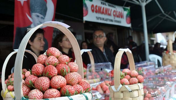 Festivalul de cultură și artă al căpșunilor Ereğli 