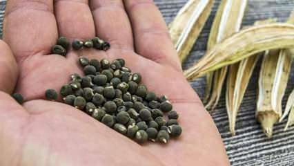 Ce este semințele de okra, cum se utilizează semințele de okra pentru slăbire?