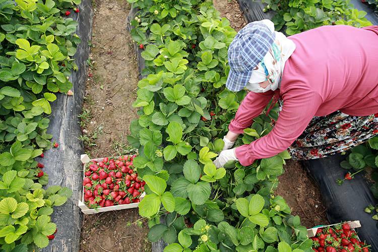„Lupta muncii” a muncitorilor din serele de căpșuni