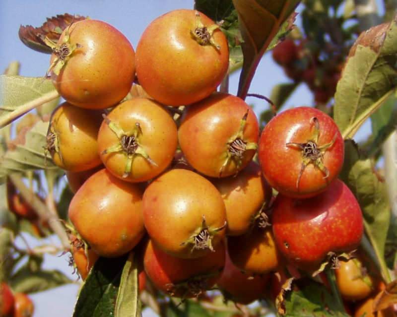 5 persoane care au mâncat fructul de păducel cu semințele sale au fost spitalizate!