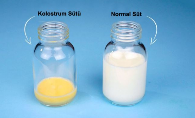 Care sunt avantajele laptelui cu colostru pentru copil? Diferențe față de laptele matern