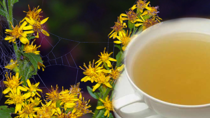 Care sunt avantajele plantei Altinbasak? Ce face ceaiul din plante Altinbasak?