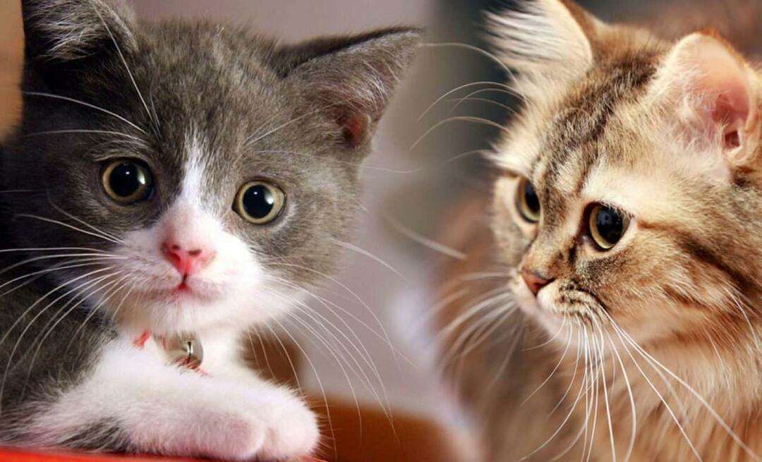 Ce fac mustățile pisicilor? Pisicile au mustățile tăiate?