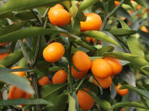 kumquat este, de asemenea, cultivat în ghivece