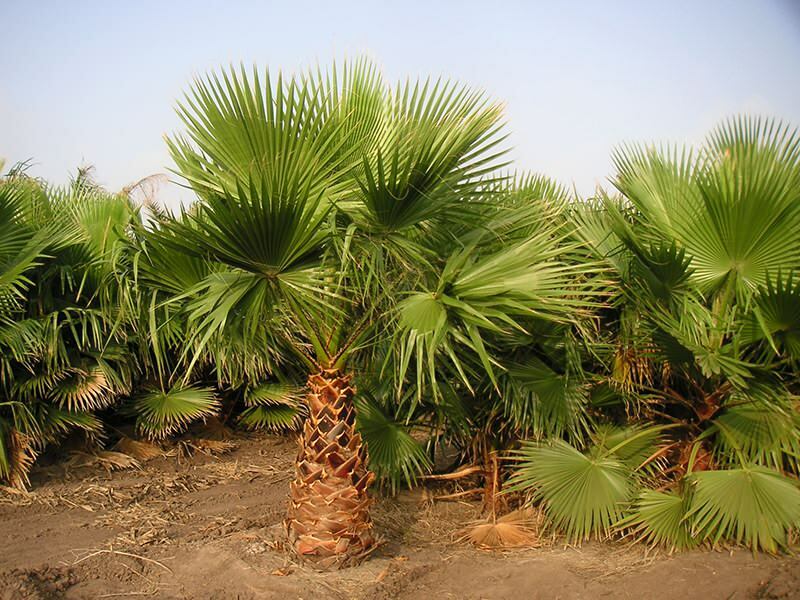 Ce este un palmier? Caracteristici de palmier