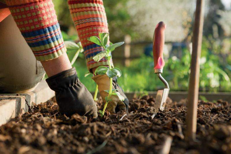 Ce să faci în grădină în septembrie? Câteva detalii despre îngrijirea grădinii în septembrie