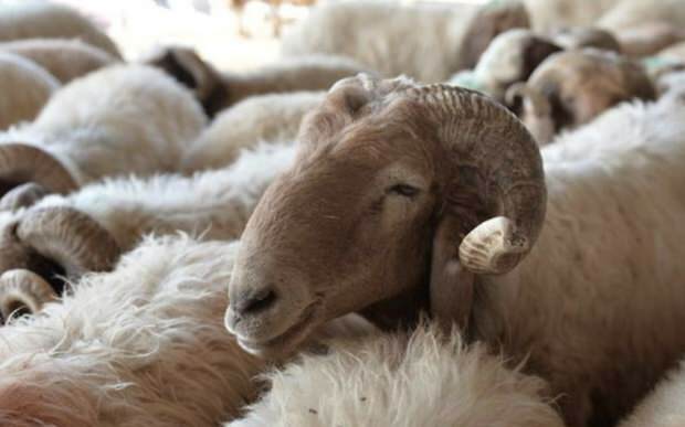 Ce ar trebui să fie luate în considerare la cumpărarea oilor de sacrificiu?