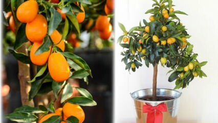 Cum să crești kumquat într-un ghiveci de flori? Ingrijirea Kumquat la domiciliu