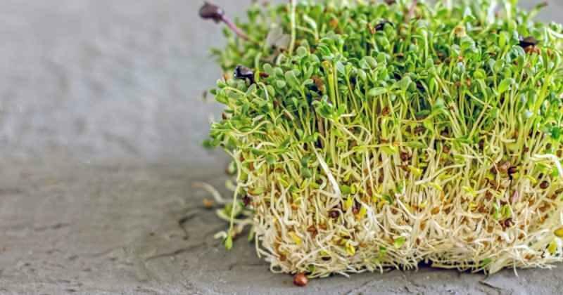 Ce sunt microsprouts