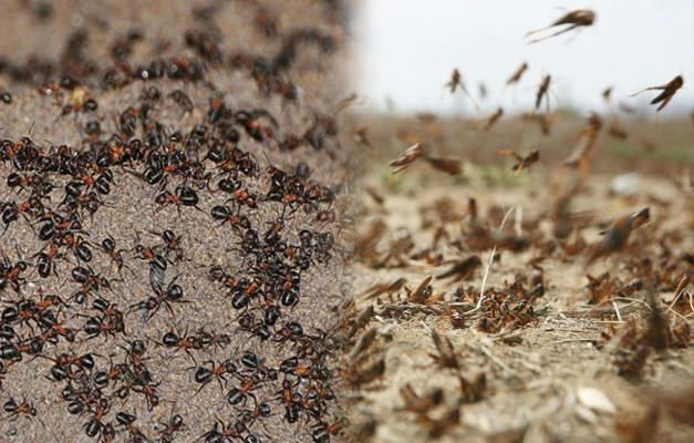 Unde este invazia furnicilor? Infestarea de furnici după infestarea cu lăcustă