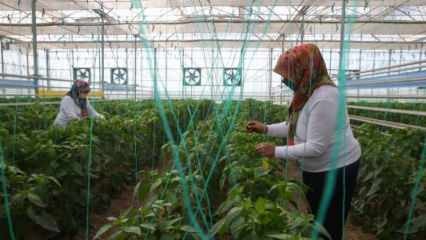 Producția de semințe interne și naționale de la TIGEM cu puterea femeilor