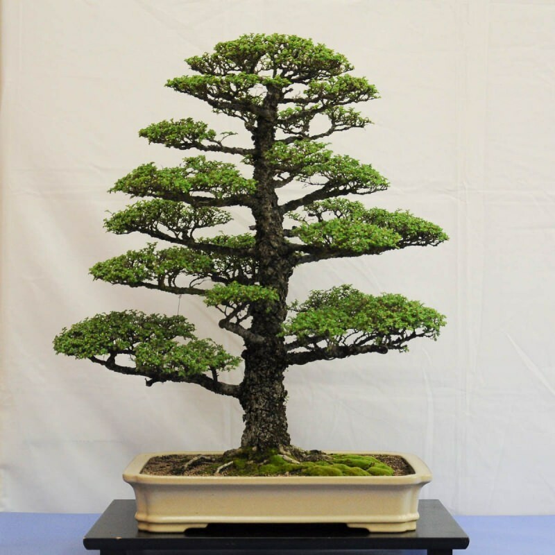 cum să crească un copac bonsai