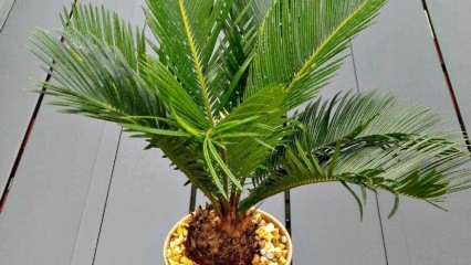 Cum să crească palmier?