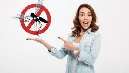Ce se face pentru a preveni pătrunderea muștelor în casă? Metode respingătoare de muște ...