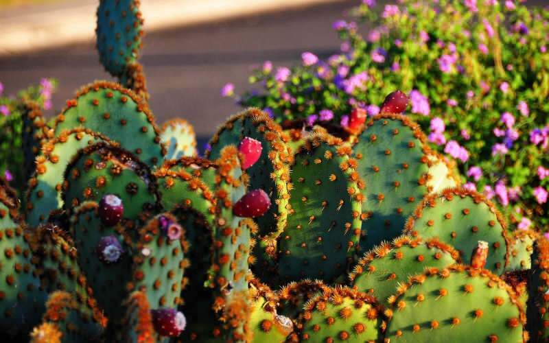 Cum ar trebui să fie solul de cactus