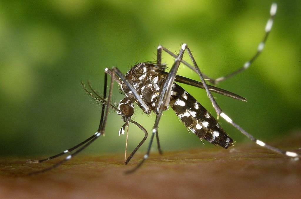țânțar Aedes