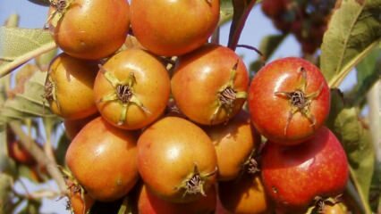 Care sunt avantajele fructelor de păducel? Dacă consumați în mod regulat oțet de păducel ...